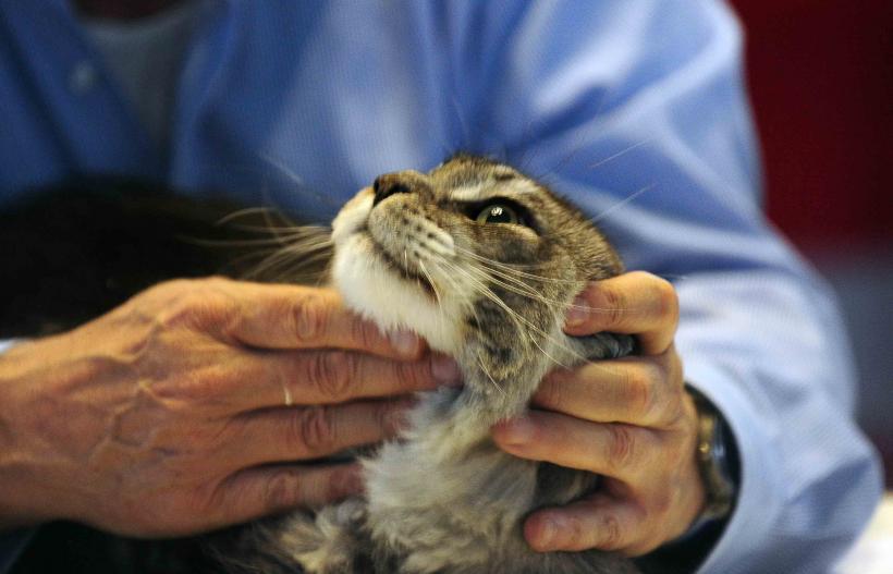 Pisicile de rasă intră în competiție: Campionatul Felin Est European aduce premiere și adopții 18919691