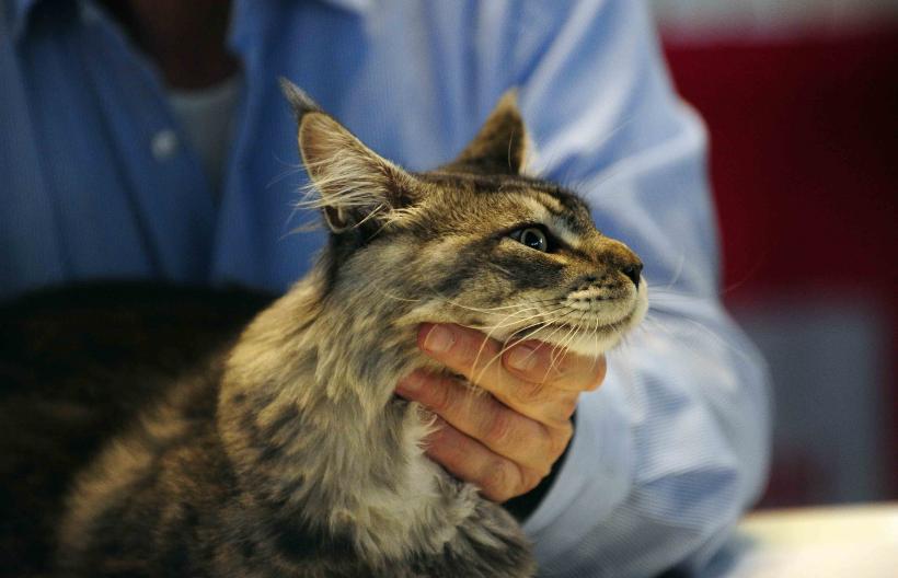Pisicile de rasă intră în competiție: Campionatul Felin Est European aduce premiere și adopții 18919692