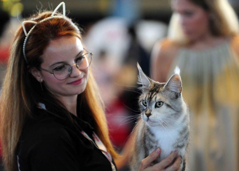 Pisicile de rasă intră în competiție: Campionatul Felin Est European aduce premiere și adopții 18919694