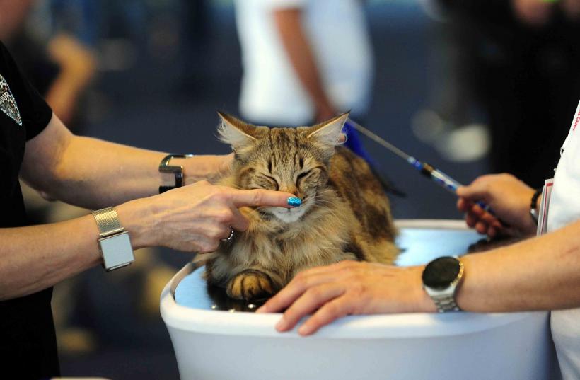 Pisicile de rasă intră în competiție: Campionatul Felin Est European aduce premiere și adopții 18919695