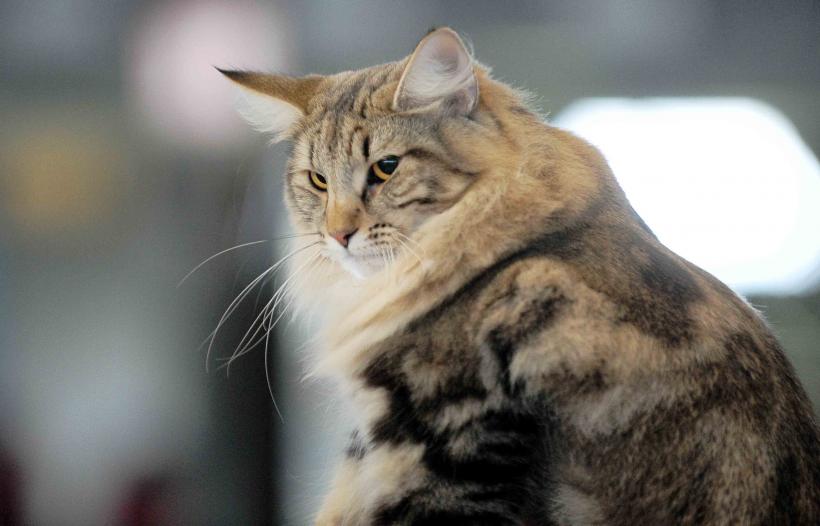 Pisicile de rasă intră în competiție: Campionatul Felin Est European aduce premiere și adopții 18919696