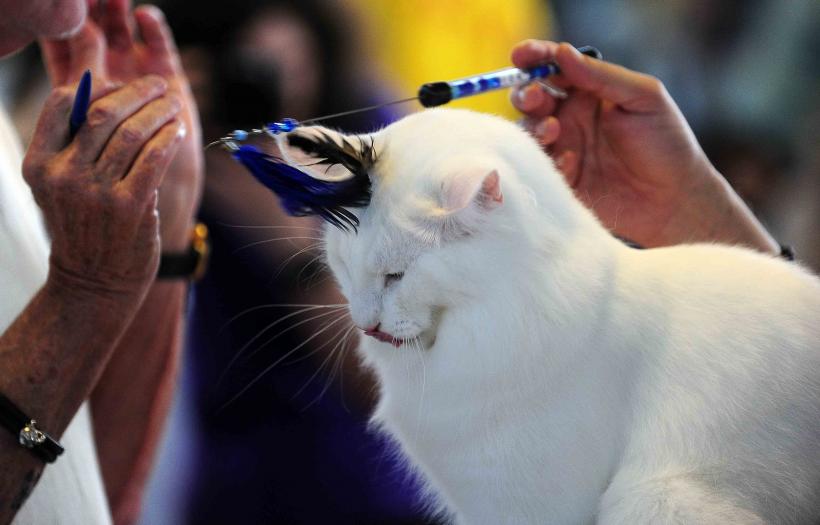 Pisicile de rasă intră în competiție: Campionatul Felin Est European aduce premiere și adopții 18919697