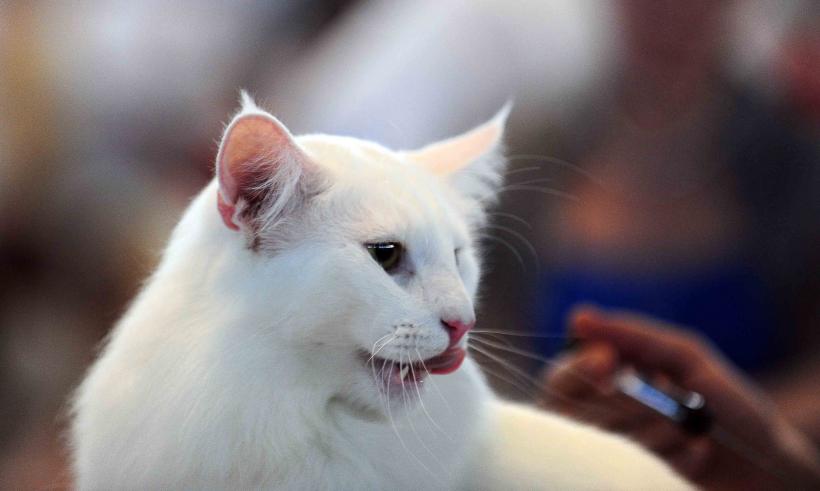 Pisicile de rasă intră în competiție: Campionatul Felin Est European aduce premiere și adopții 18919698