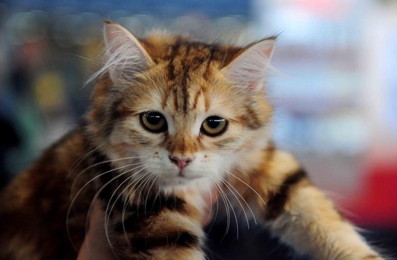 Pisicile de rasă intră în competiție: Campionatul Felin Est European aduce premiere și adopții 18919700