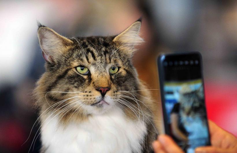 Pisicile de rasă intră în competiție: Campionatul Felin Est European aduce premiere și adopții 18919701