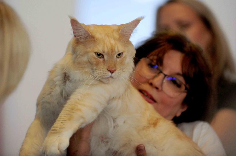 Pisicile de rasă intră în competiție: Campionatul Felin Est European aduce premiere și adopții 18919702