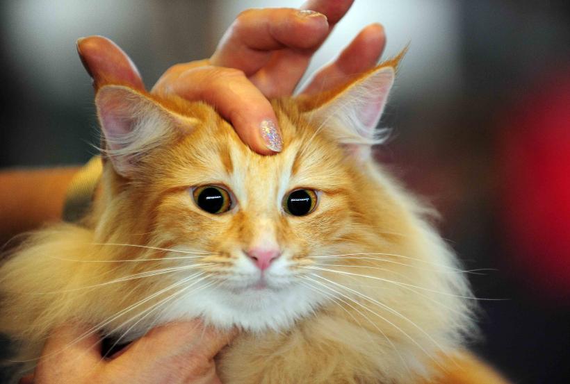 Pisicile de rasă intră în competiție: Campionatul Felin Est European aduce premiere și adopții 18919703