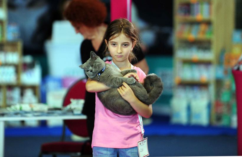 Pisicile de rasă intră în competiție: Campionatul Felin Est European aduce premiere și adopții 18919704