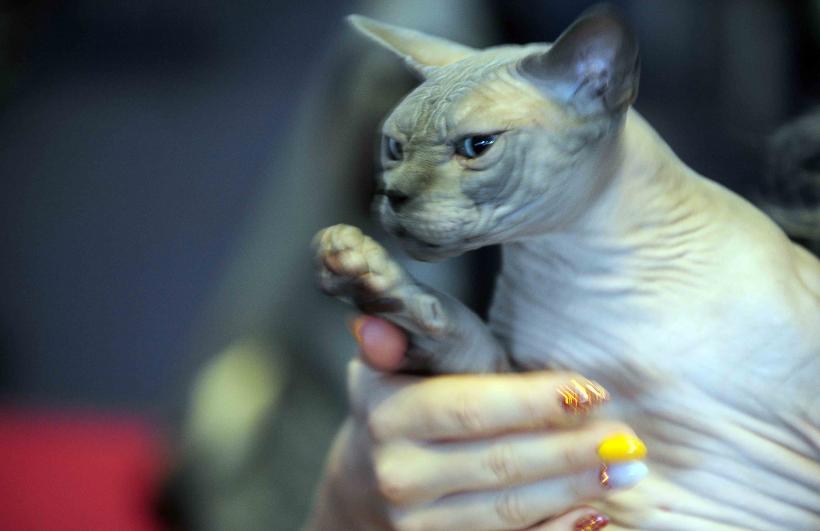 Pisicile de rasă intră în competiție: Campionatul Felin Est European aduce premiere și adopții 18919705