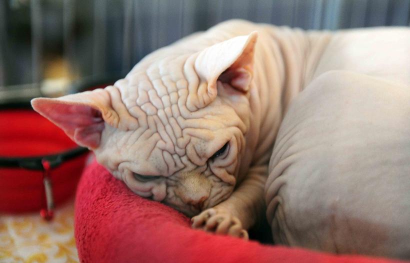 Pisicile de rasă intră în competiție: Campionatul Felin Est European aduce premiere și adopții 18919706