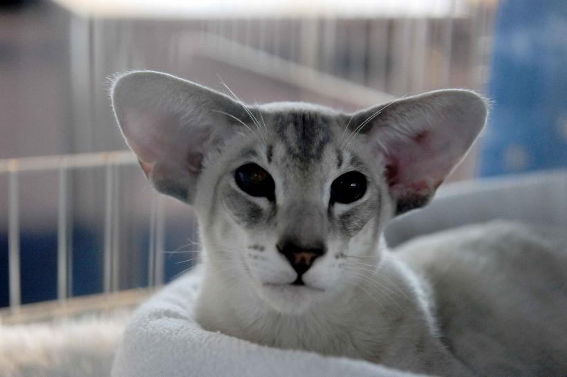 Pisicile de rasă intră în competiție: Campionatul Felin Est European aduce premiere și adopții 18919707