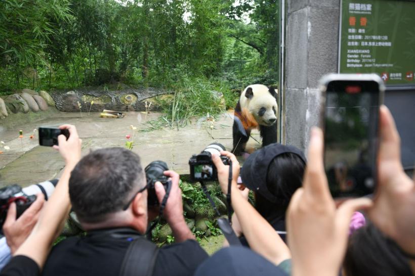 Lacrimi la Tokyo: Mii de japonezi și-au luat rămas bun de la cei mai iubiți urși panda