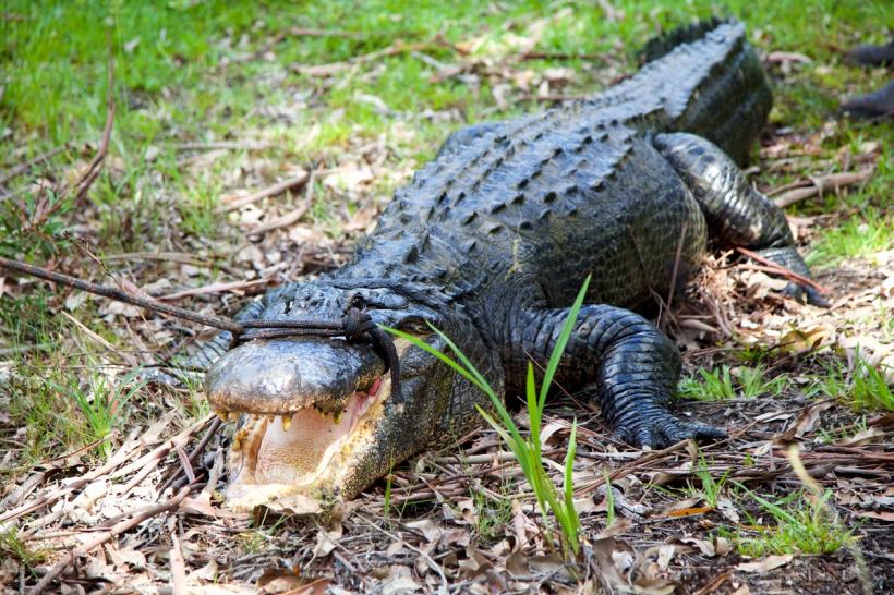 Fermier thailandez, nevoit să omoare mai bine de 100 de crocodili pe cale de dispariție