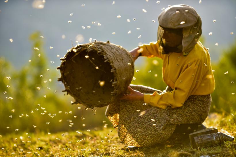 Miere unică în România. Ce spune singurul vânător de albine sălbatice din țara noastră