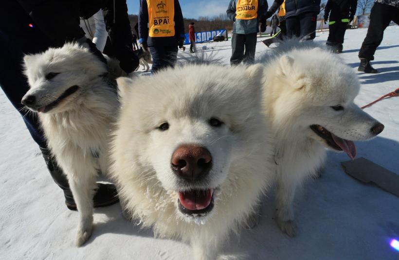 Târg de adopții și demonstrații de dresaj de Ziua Mondială a Animalelor la Muzeul Antipa