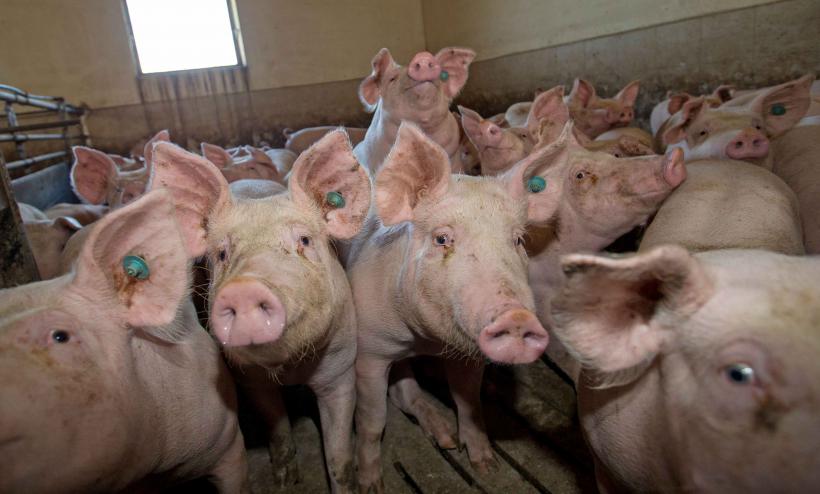 Afaceri românești: exportăm un porc și importăm 400 18922312