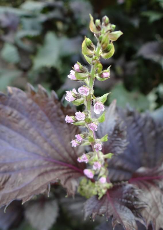 Premieră în Europa. O urzică miraculoasă a fost omologată în România 18922786