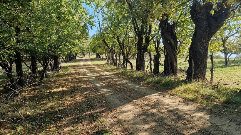 Prezidențialele la Merdeala, așezarea cu un singur locuitor: „politica e ca satul ăsta al meu – fără suflare” 18923327