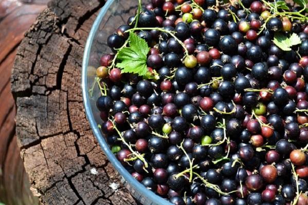 Coacăzele negre pot îmbunătăţi starea de spirit şi alunga oboseala mentală 