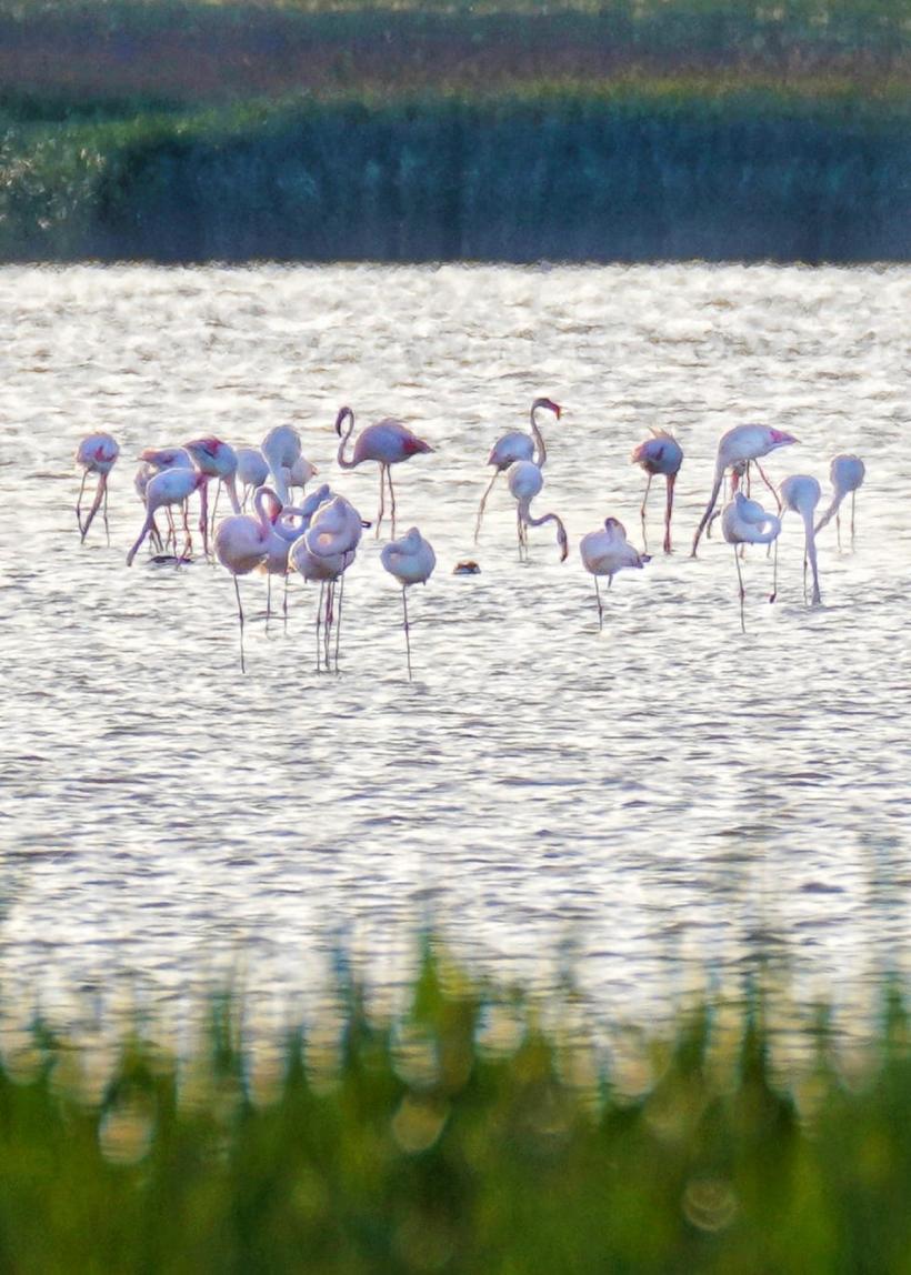 Cât timp poți sta în picioare ca un flamingo? Răspunsul îți reflectă vârsta, arată unui nou studiu