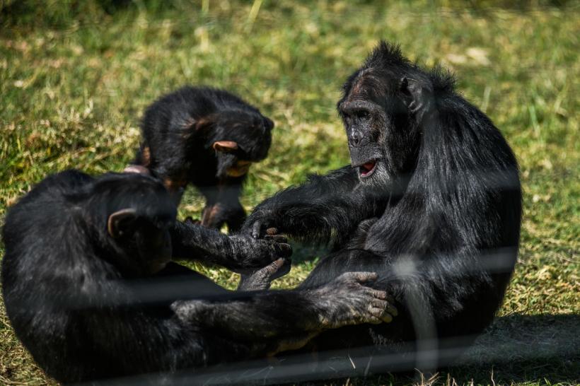 Consumul de alcool, răspândit în lumea animalelor 