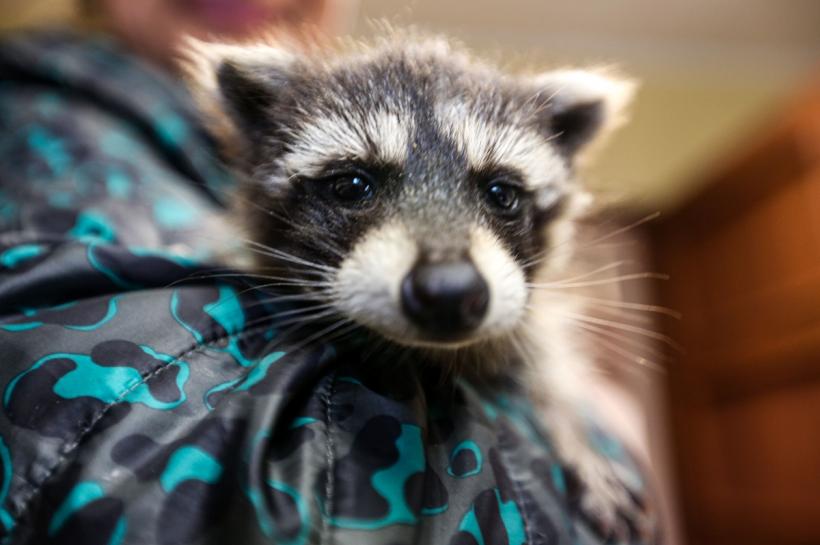 Un fabricant de cârnați le vine de hac ratonilor din Germania 18925341