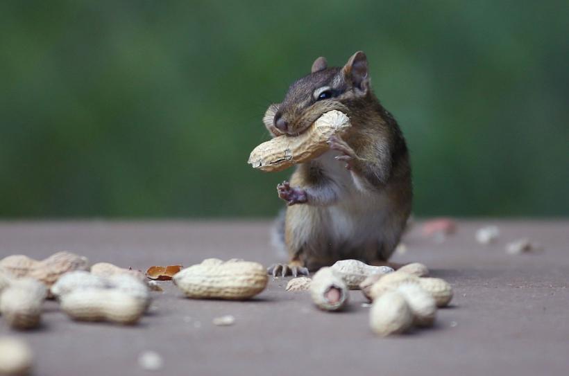 Veveriță celebră pe rețelele sociale, cu sute de mii de urmăritori, confiscată de autorități 18925348