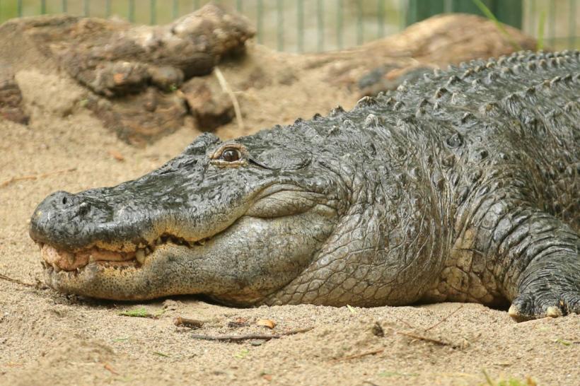 Cel mai mare crocodil din lume aflat în captivitate s-a stins din viață în Australia