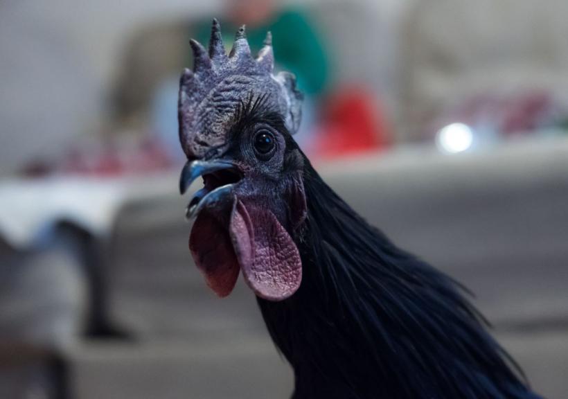 Ce este Ayam Cemani, puiul negru indonezian, supranumit „Lamborghini-ul” lumii avicole, care costă mii de dolari bucata