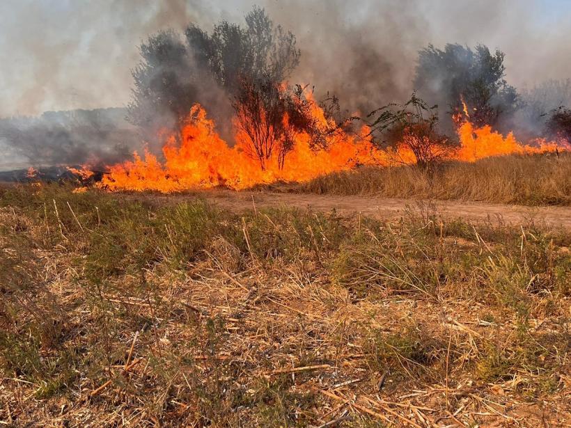 Incendiu de vegetație în Delta Neajlovului. Flăcările s-au extins pe circa 60 de hectare