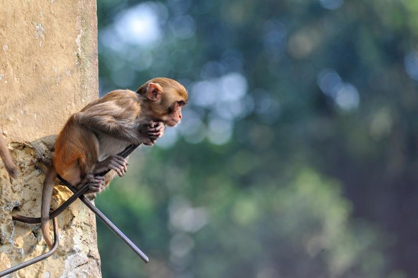 Invazia maimuțelor, într-un oraș american. Locuitorii, avertizați să-și încuie locuințele 18926504