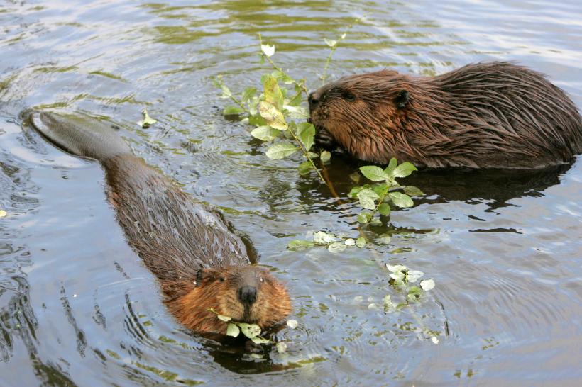 Guvernul modifică legislația ariilor protejate: Balaurul, popândăul, buruiana cu cinci degete și boarca, noile vedete ale ecologismului extrem 18926774