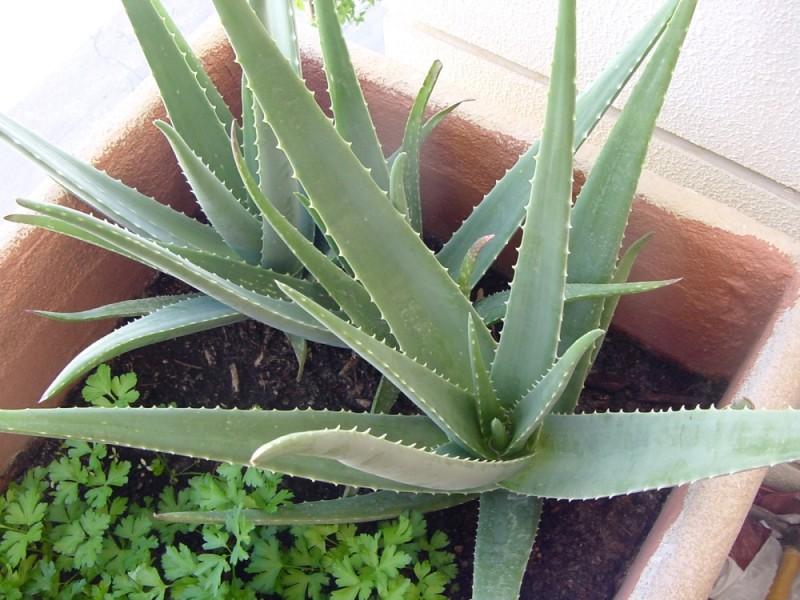 5 beneficii ale plantei de aloe vera pentru sănătate. Cum să o folosești pentru a avea cele mai bune rezultate