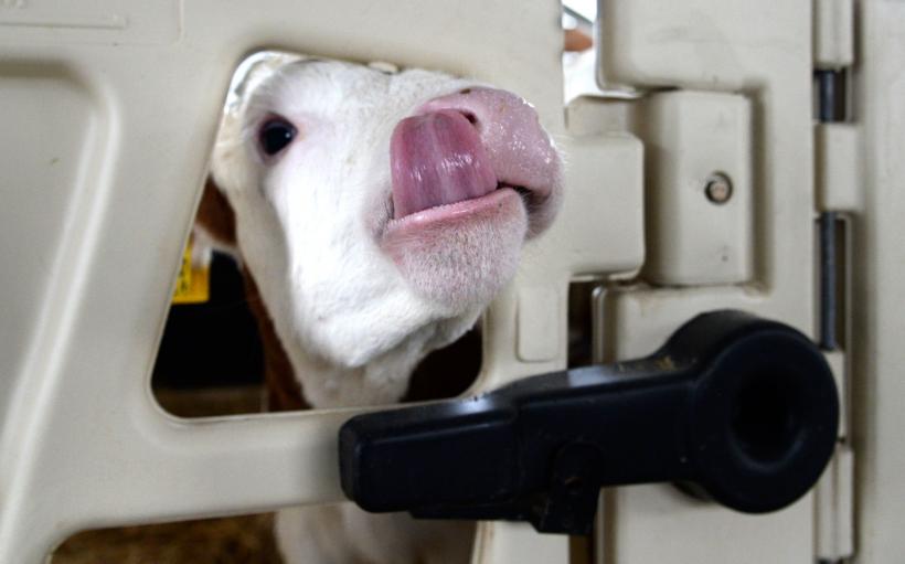 Cum vor aleșii să salveze agricultura României: Interzicerea exportului la miei și viței, crearea diviziei de creștere a animalelor 18927115