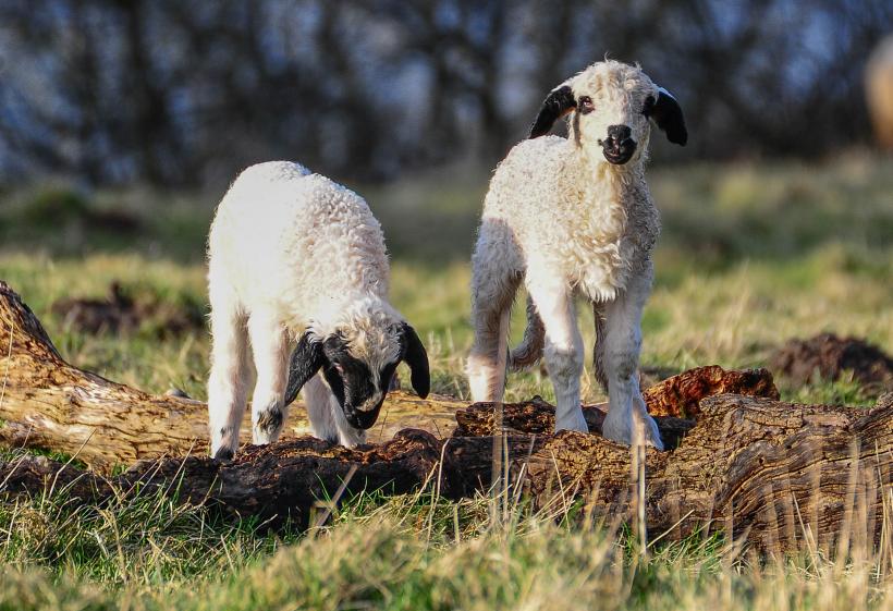 Cum vor aleșii să salveze agricultura României: Interzicerea exportului la miei și viței, crearea diviziei de creștere a animalelor