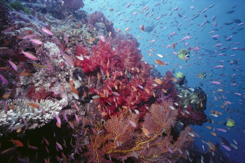 Cel mai mare coral din lume, găsit lângă Insulele Solomon