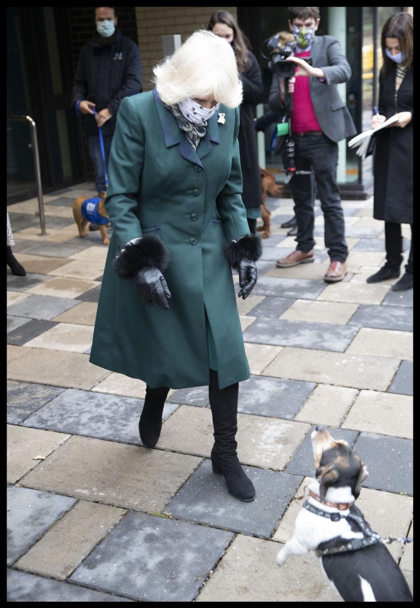 Doliu la Casa Regală britanică: A murit Beth, cățelușa preferată a Reginei Camilla 18928200