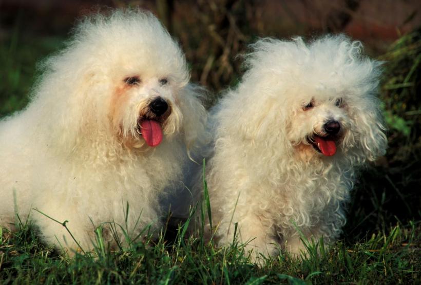 10 Rase de câini potriviți pentru a locui în spații mici 18928536