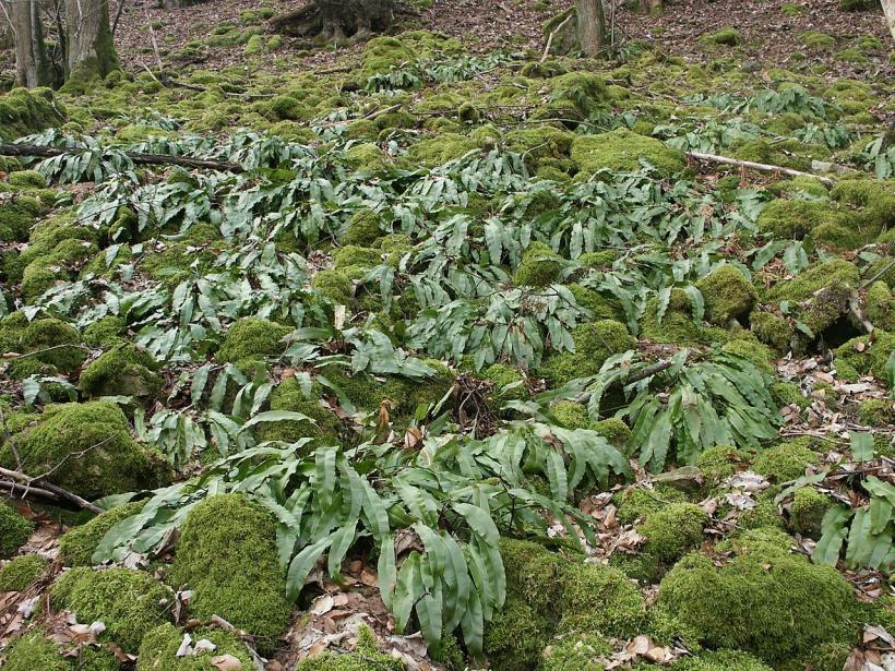 Planta Limba Cerbului: O bijuterie verde cu beneficii medicinale uimitoare, care alungă energiile negative