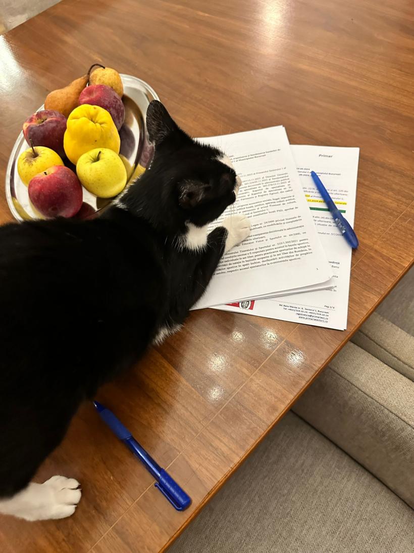 Șobolanii din era Clotildei Armand au un nou inamic: pisica lui George Tuță veghează și curăță Primăria 18928907