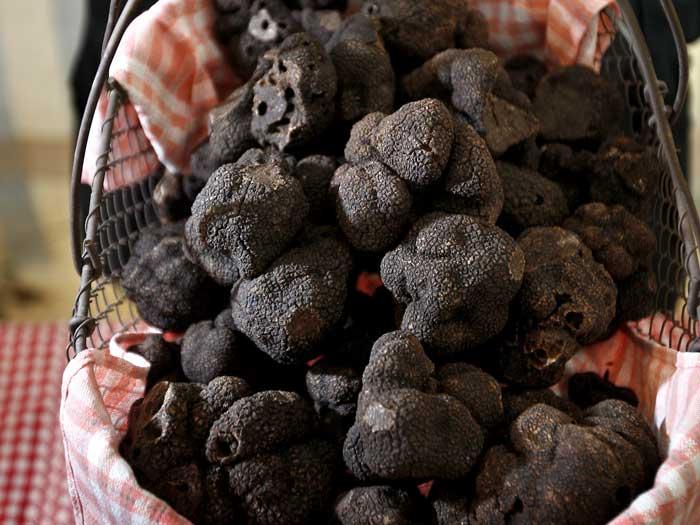 Trufele românești, în pericol de dispariție din cauza braconajului 18929859