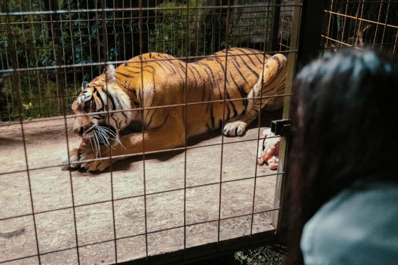 Tragedie! Un angajat de la Zoo Pitești a murit, după ce a fost atacat de un tigru