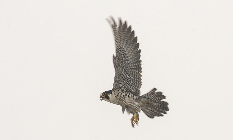 Cea mai rapidă ființă de pe pământ trăiește în România. Viteza uimitoare pe care o poate atinge 18931280