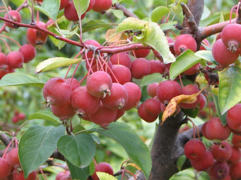 Sucul de merișoare, acritura care-ți resuscitează metabolismul 18931515