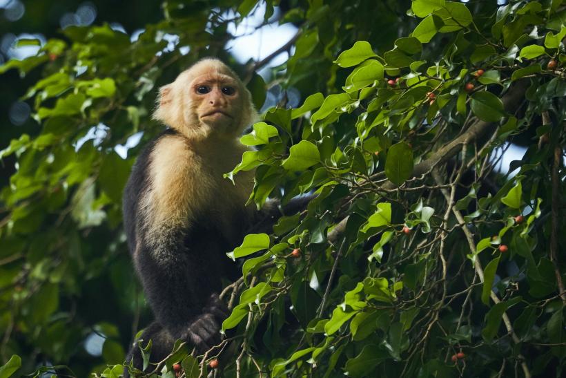 Arenal: simbolul naturii sălbatice din Costa Rica