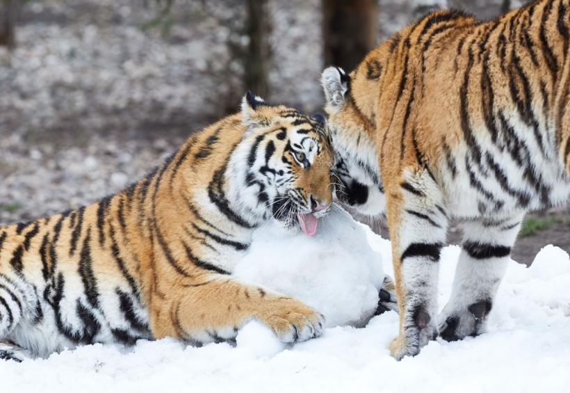 Povestea de dragoste incredibilă a doi tigri orfani: Boris a străbătut 200 de kilometri prin Siberia ca să o găsească pe Svetlaya