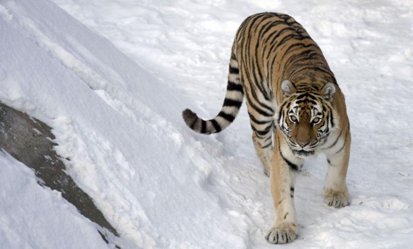 Povestea de dragoste incredibilă a doi tigri orfani: Boris a străbătut 200 de kilometri prin Siberia ca să o găsească pe Svetlaya 18932964