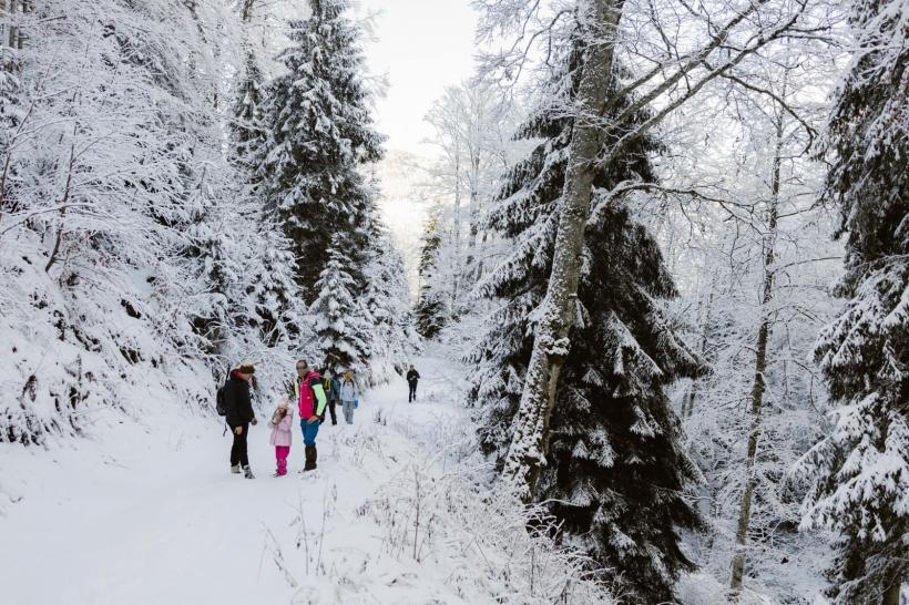 Bună dimineața la Moș Ajun! Bradul strămoșesc din Munții Cindrelului a fost împodobit de drumeți cu mere, nuci și covrigi 18933723