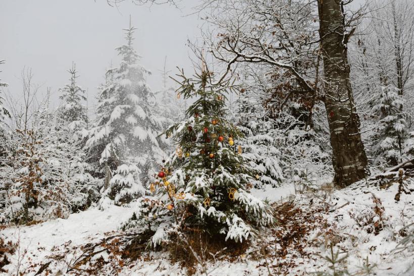 Bună dimineața la Moș Ajun! Bradul strămoșesc din Munții Cindrelului a fost împodobit de drumeți cu mere, nuci și covrigi 18933724