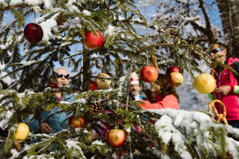Bună dimineața la Moș Ajun! Bradul strămoșesc din Munții Cindrelului a fost împodobit de drumeți cu mere, nuci și covrigi 18933728
